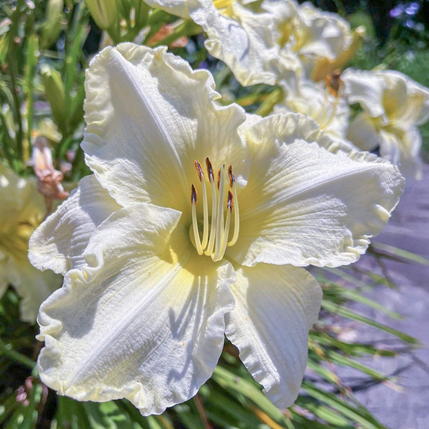 Hemerocallis 'Sunday Gloves'