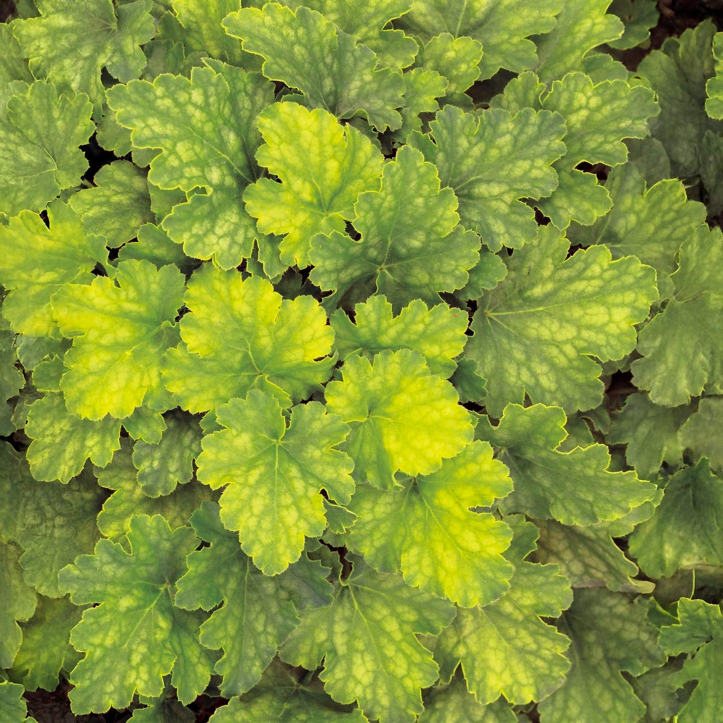 Heuchera 'Key Lime Pie'