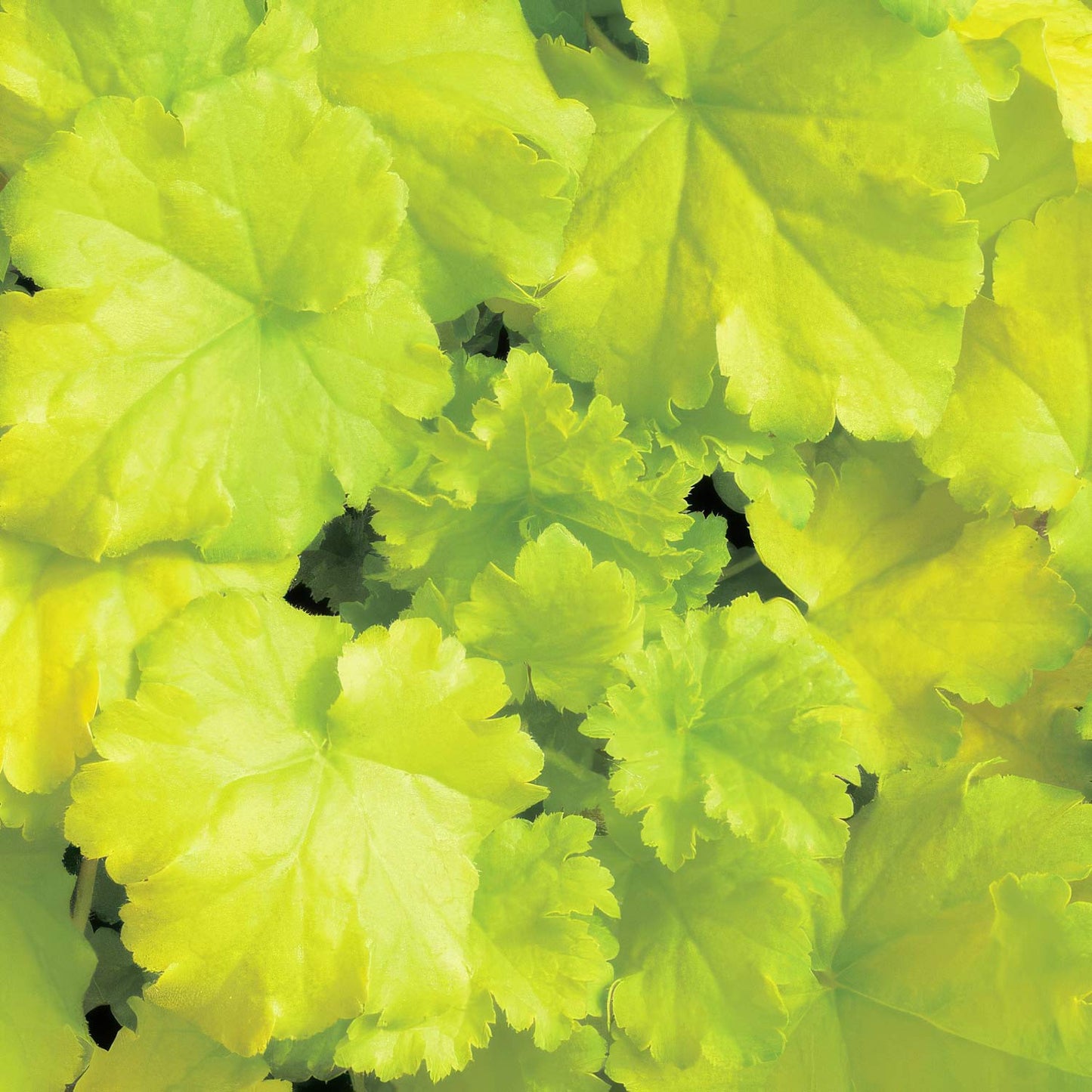 Heuchera 'Key Lime Pie'