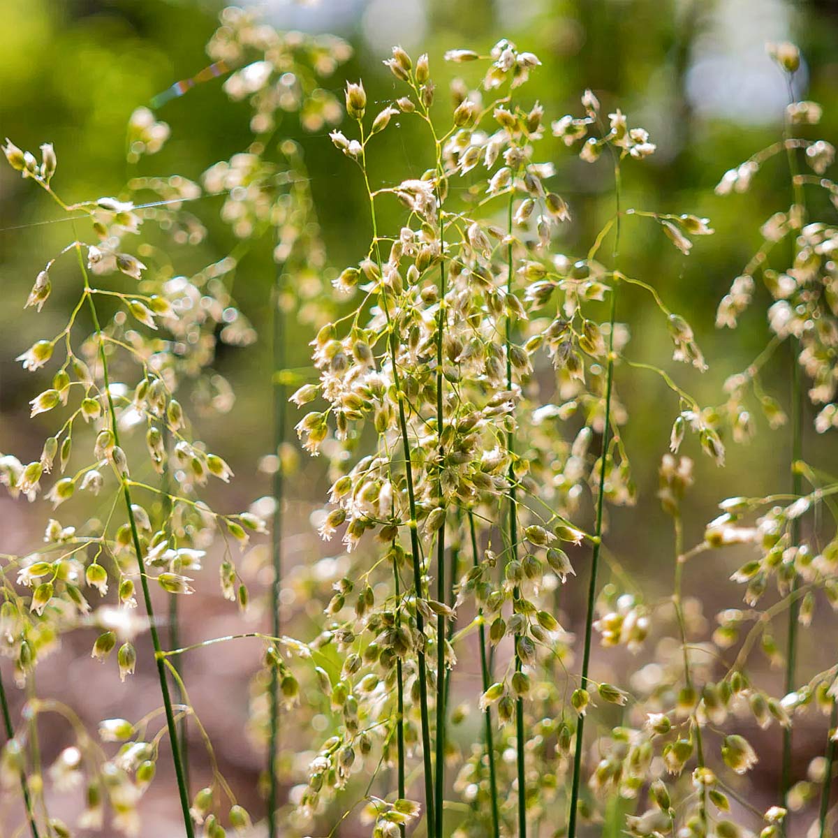 Hierochloe odorata