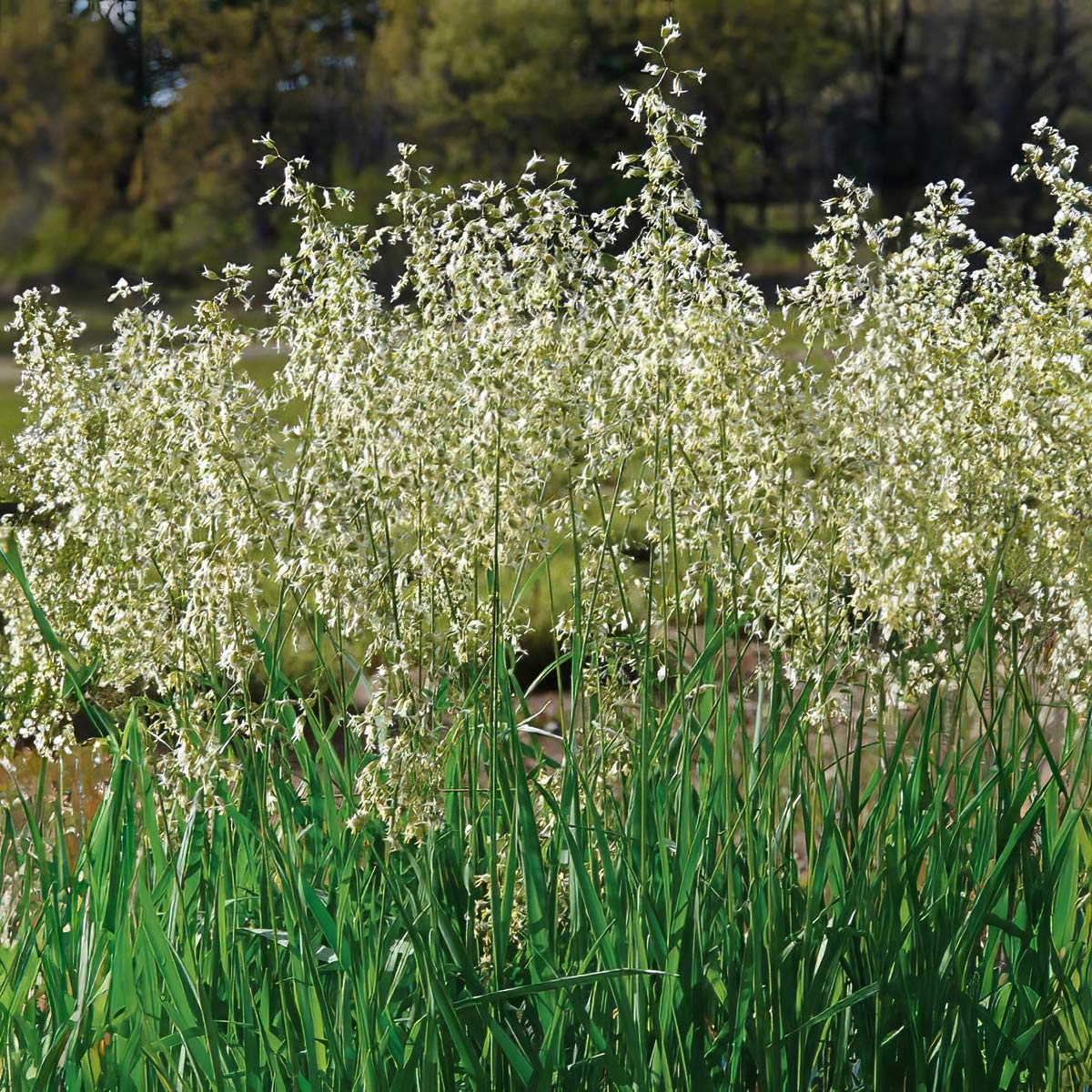 Hierochloe odorata