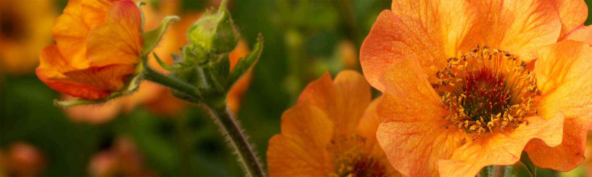 Geum 'Totally Tangerine'