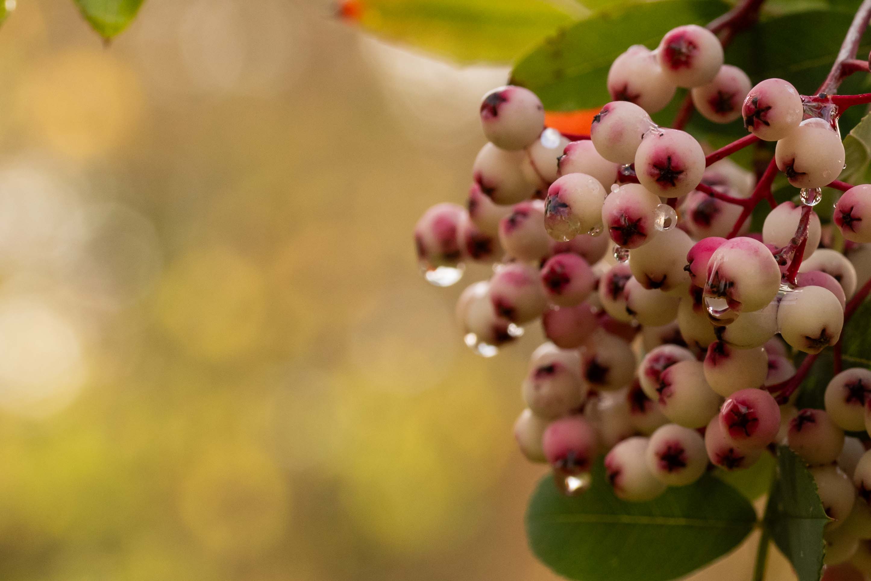 SORBUS PSEUDOHUPEHENSIS