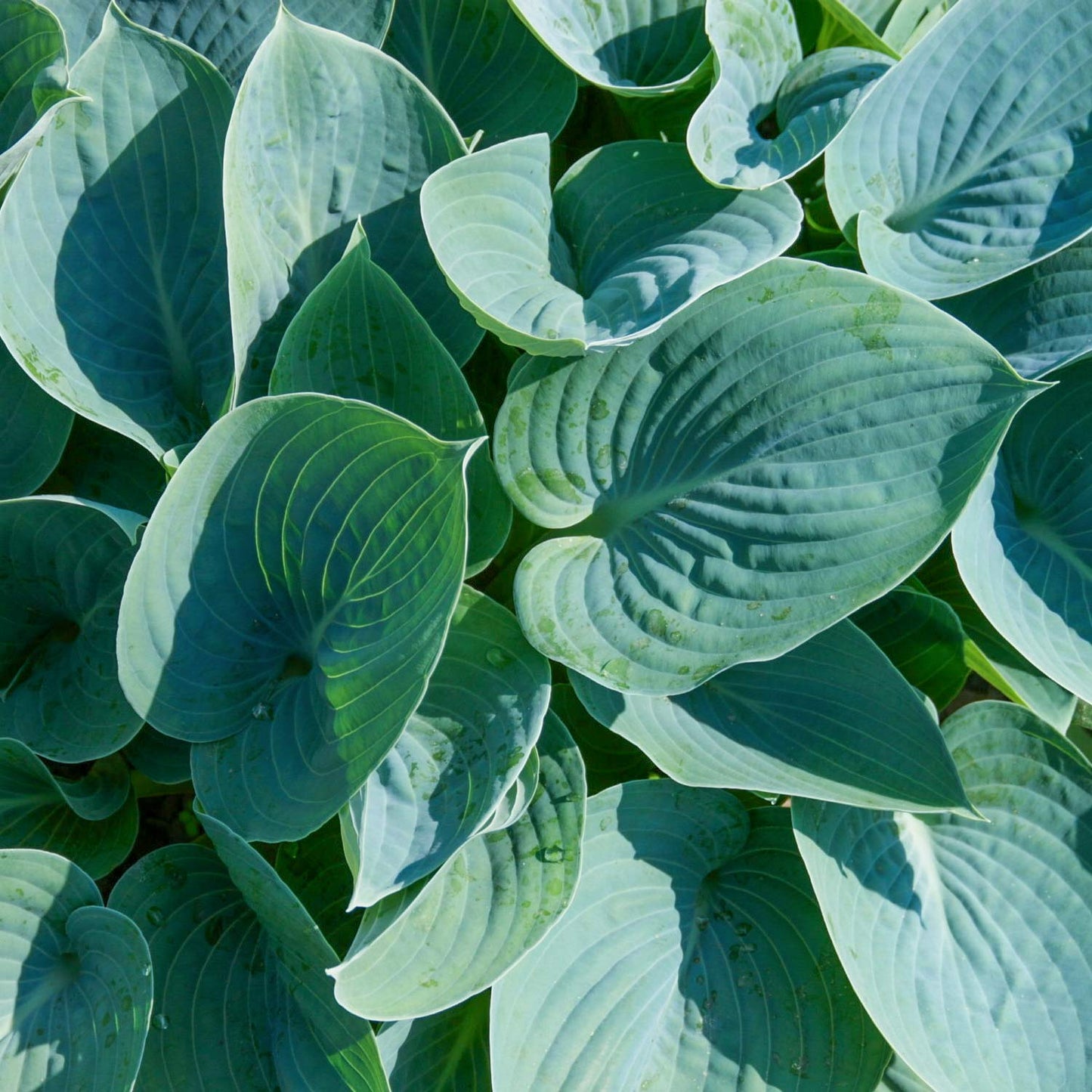 Hosta 'Blue Cadet'