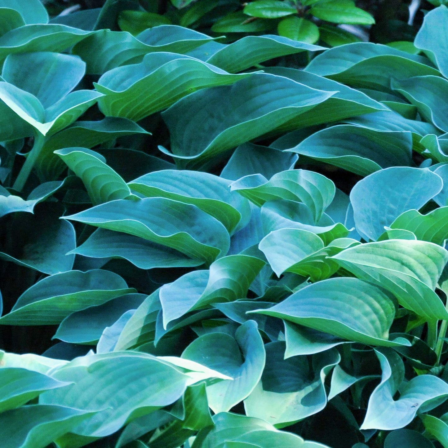 Hosta 'Blue Cadet'