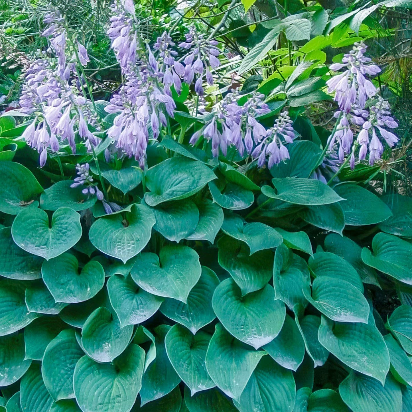 Hosta 'Blue Cadet'