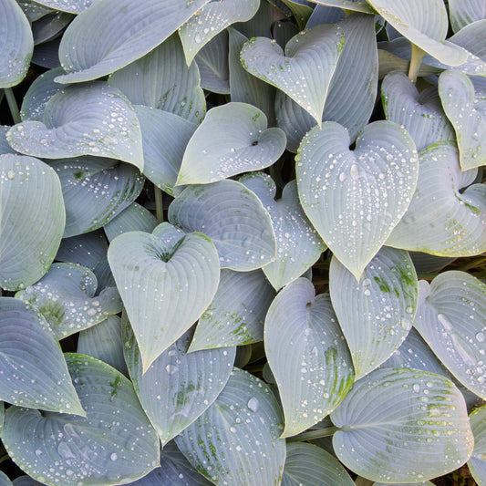 Hosta 'Halcyon'