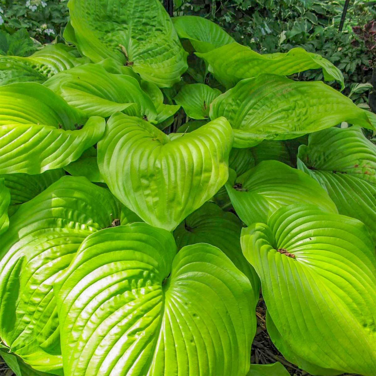 Hosta 'Sum and Substance'