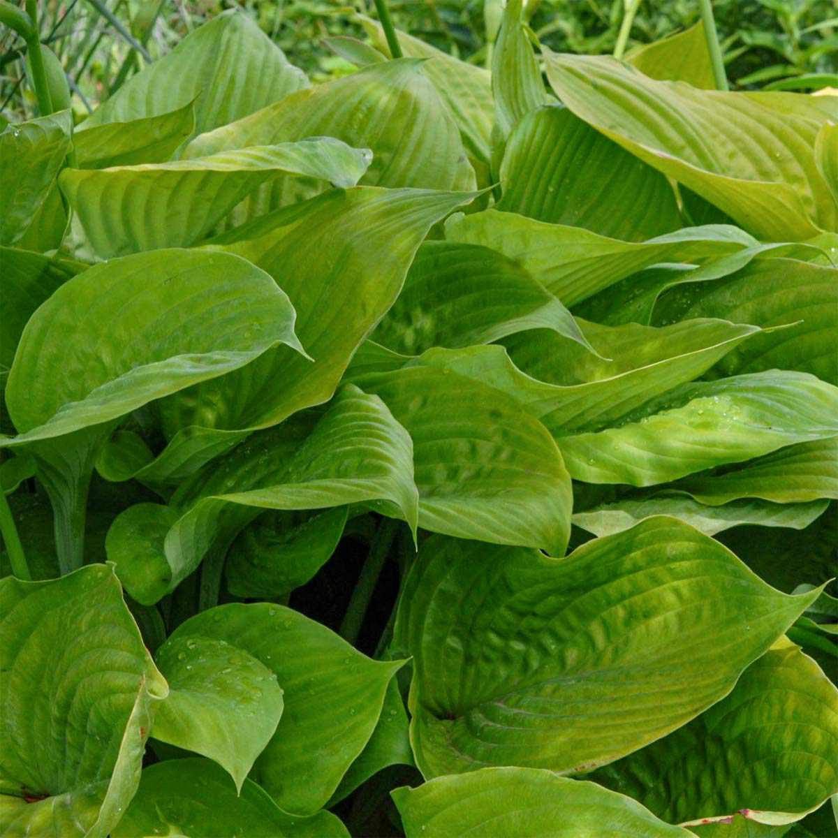 Hosta 'Sum and Substance'