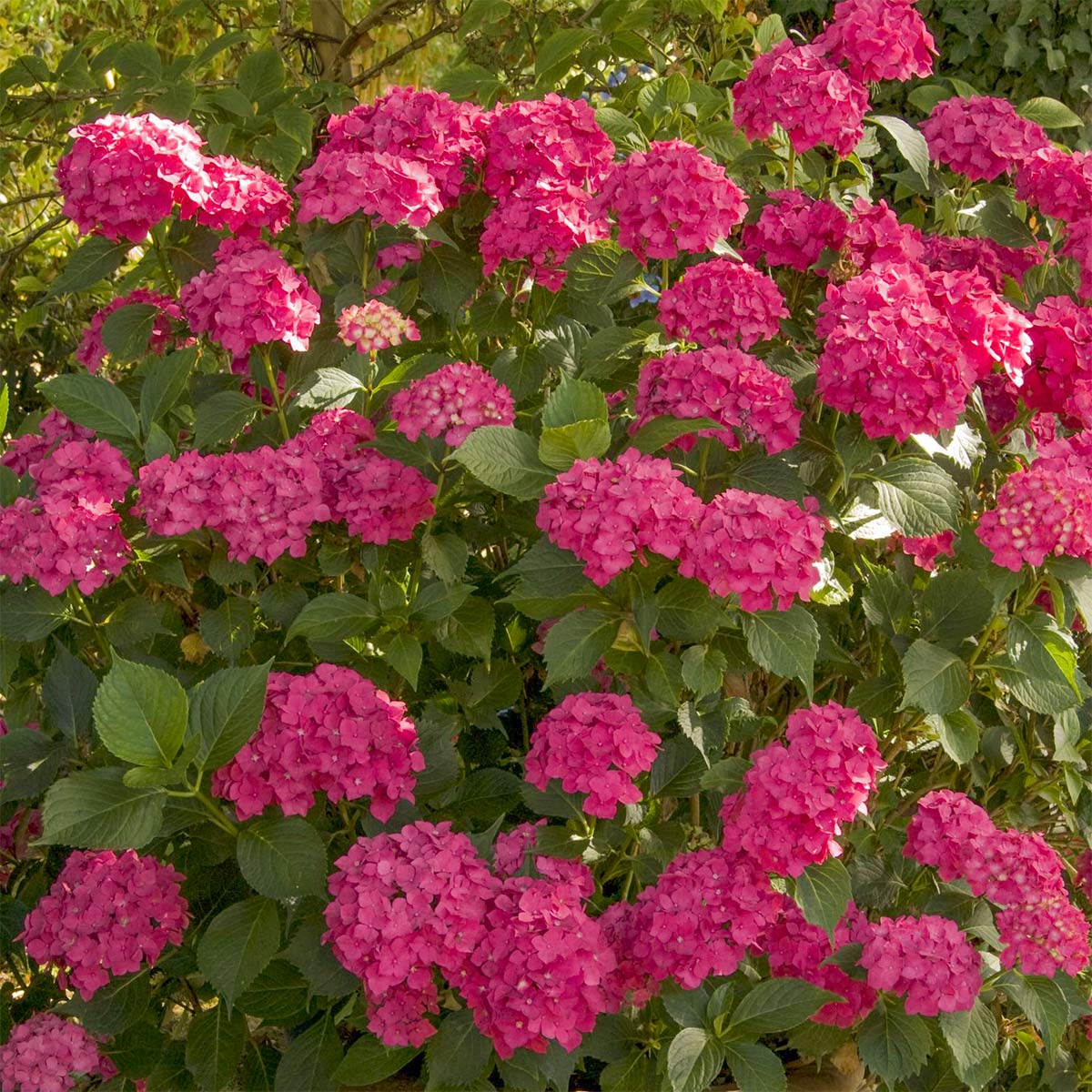 Hydrangea macrophylla 'Leuchtfeuer'