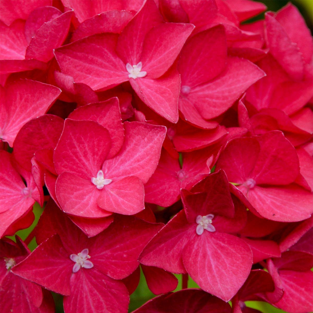 Hydrangea macrophylla 'Leuchtfeuer'