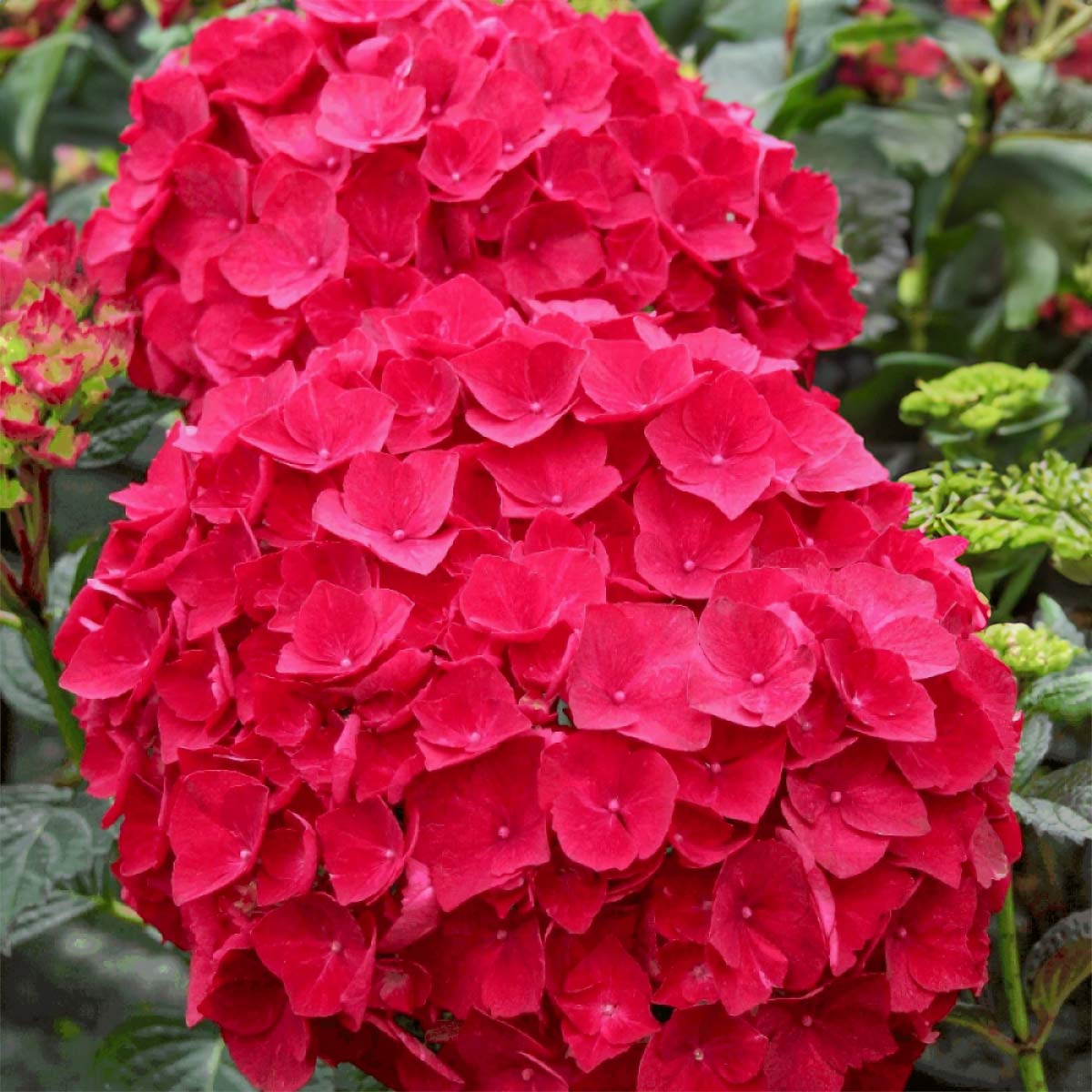 Hydrangea macrophylla 'Red Baron'