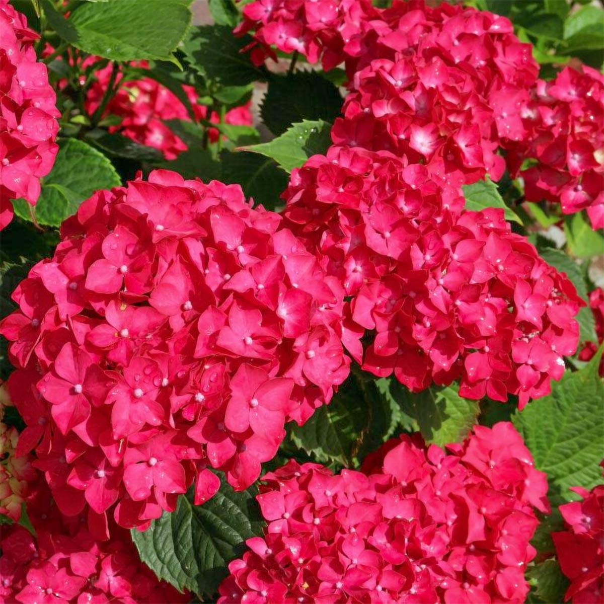 Hydrangea macrophylla 'Red Baron'