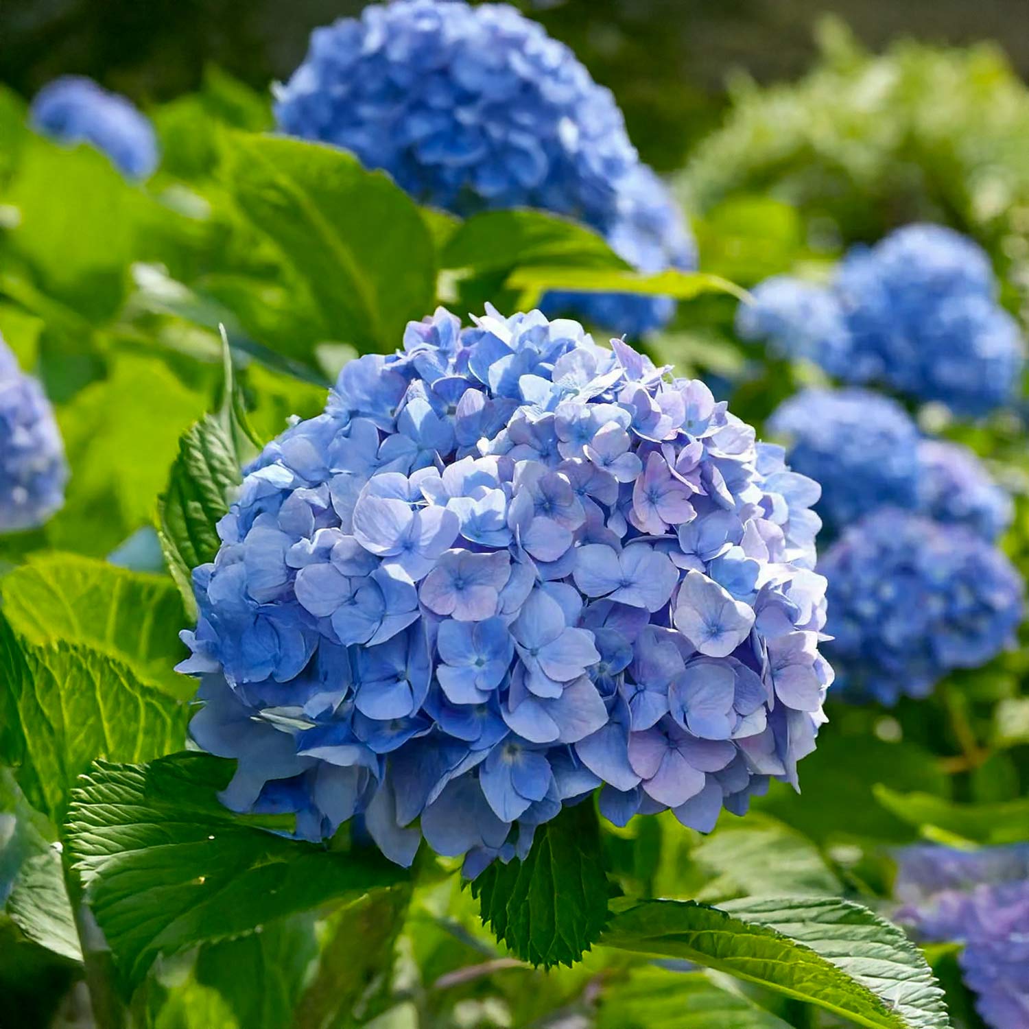 Hydrangea macrophylla 'Renate Steiniger'
