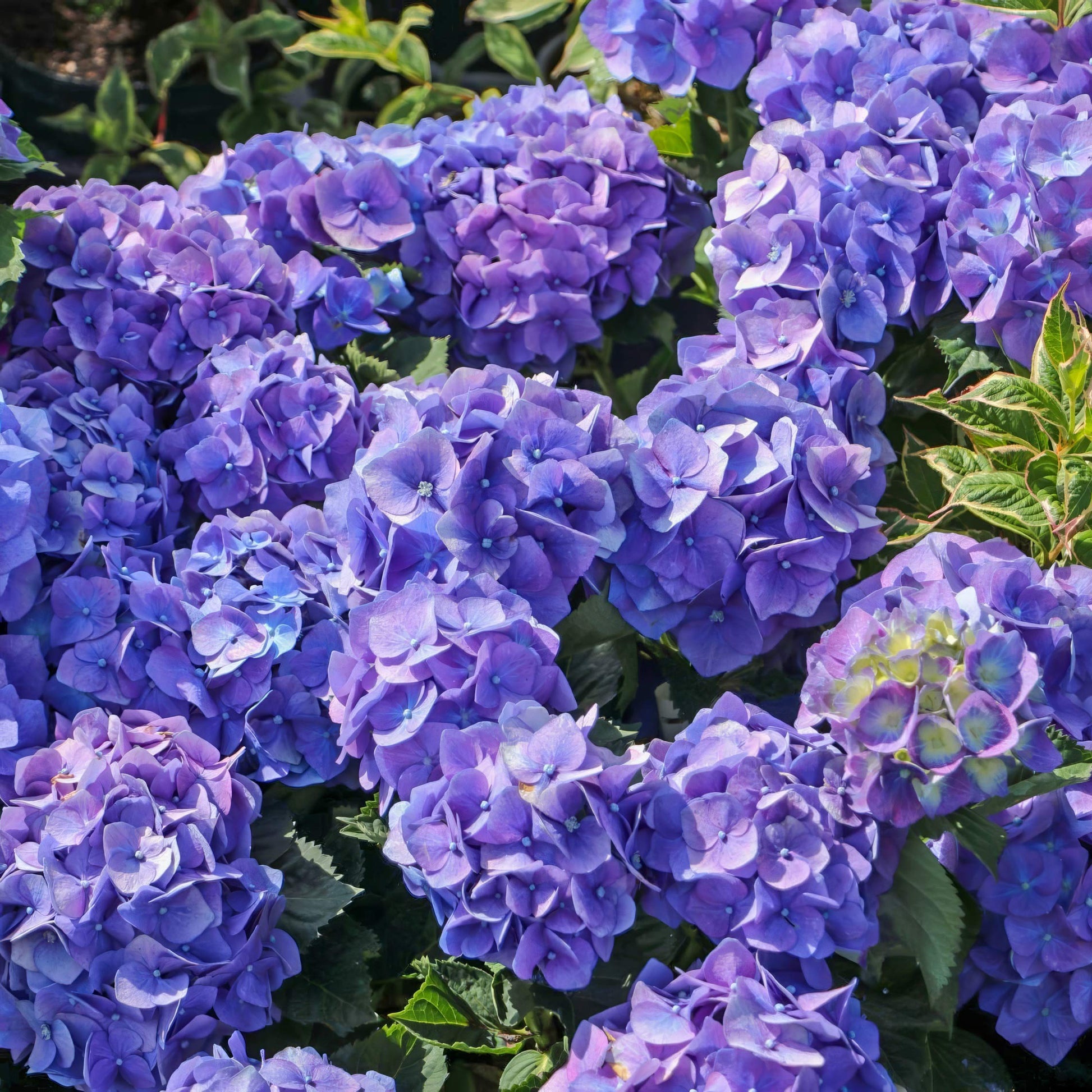 Hydrangea macrophylla 'Renate Steiniger'
