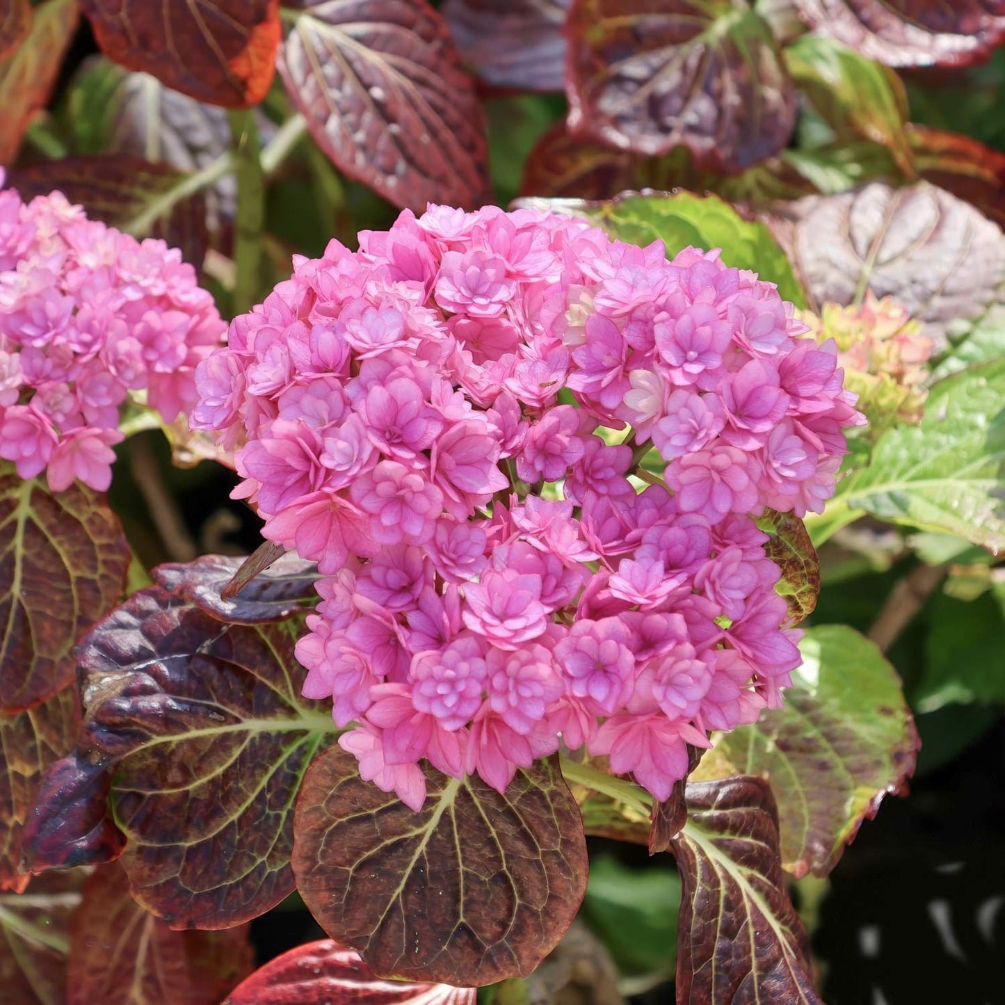 Hydrangea macrophylla 'You & Me Together'