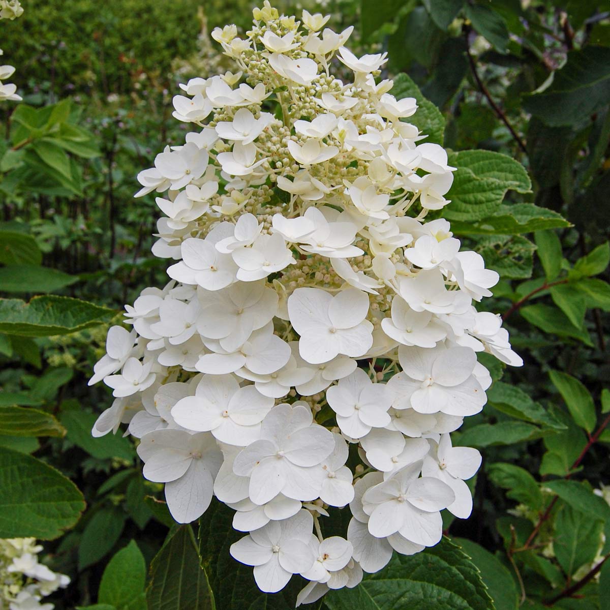 Hydrangea paniculata 'Kyushu'