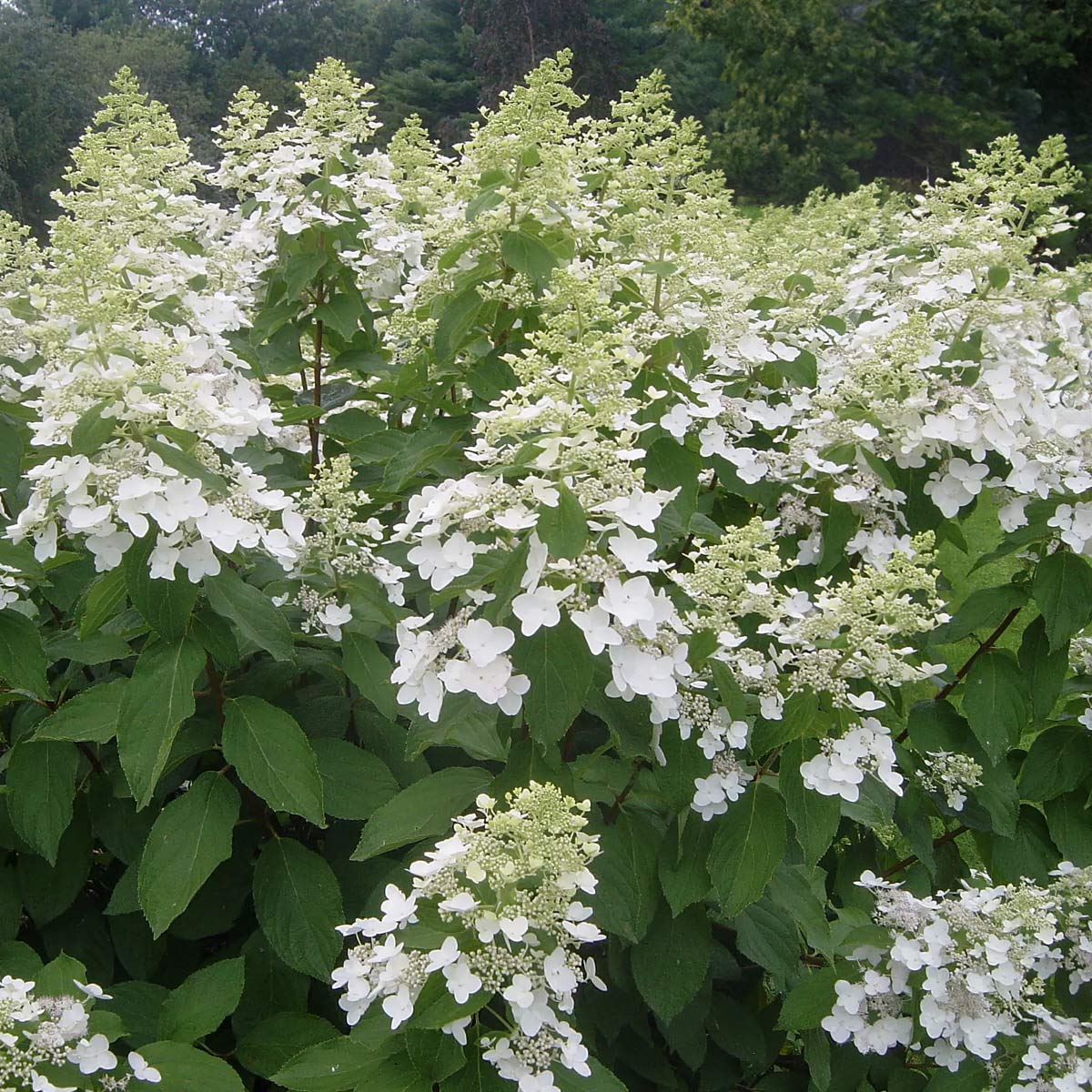 Hydrangea paniculata 'Kyushu'