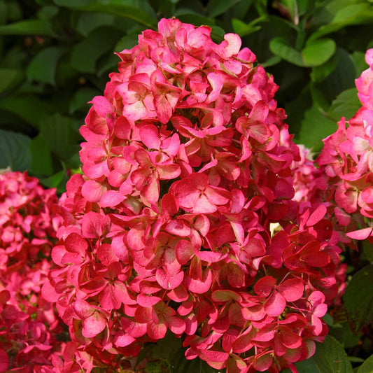 Hydrangea paniculata 'Wim's Red'
