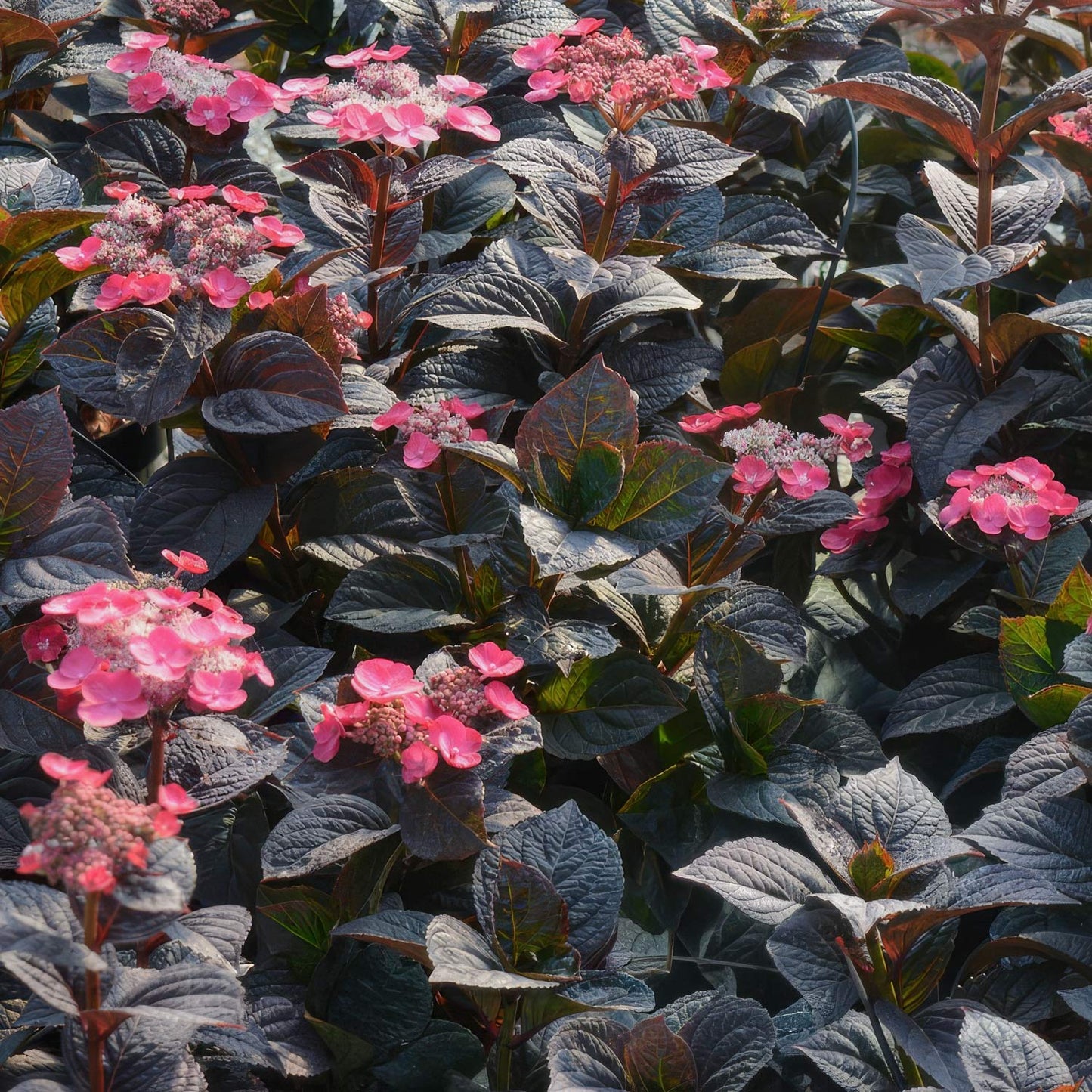 Hydrangea 'Daredevil'