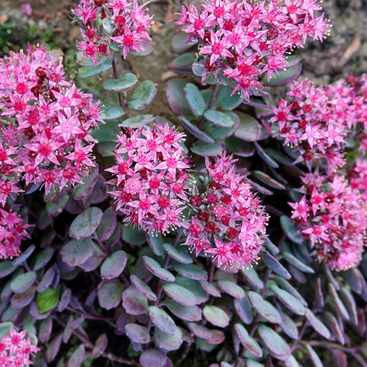 Hylotelephium 'Bertram Anderson' (Sedum)