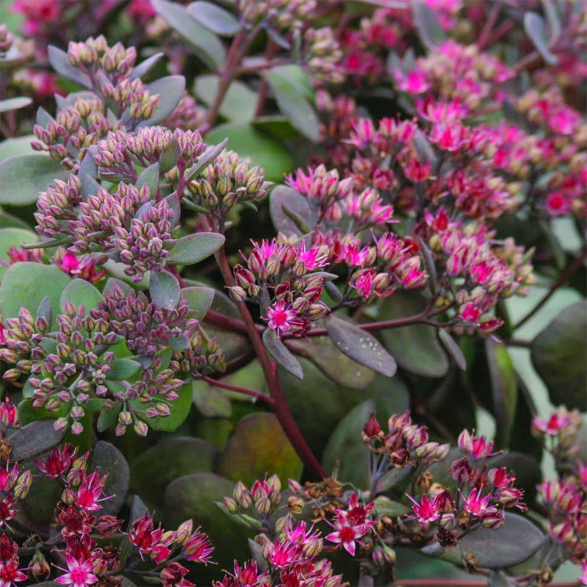 Hylotelephium 'Bertram Anderson' (Sedum)