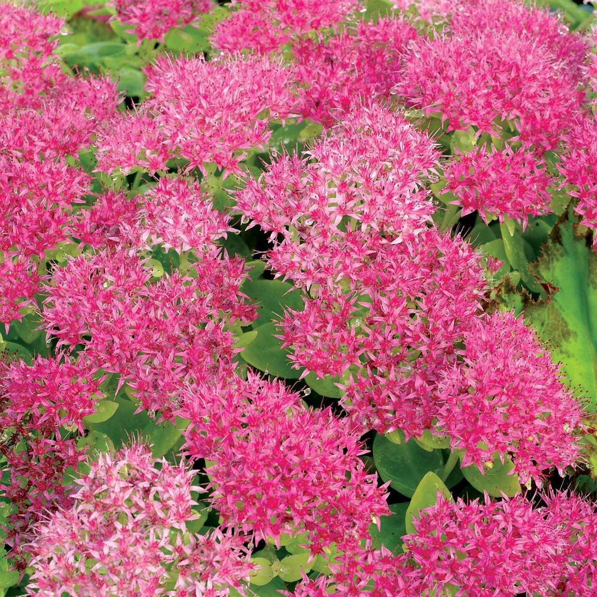 Hylotelephium spectabile 'Hot Stuff' (Sedum)