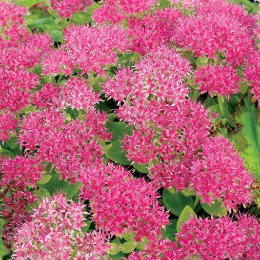 Hylotelephium spectabile 'Hot Stuff' (Sedum)