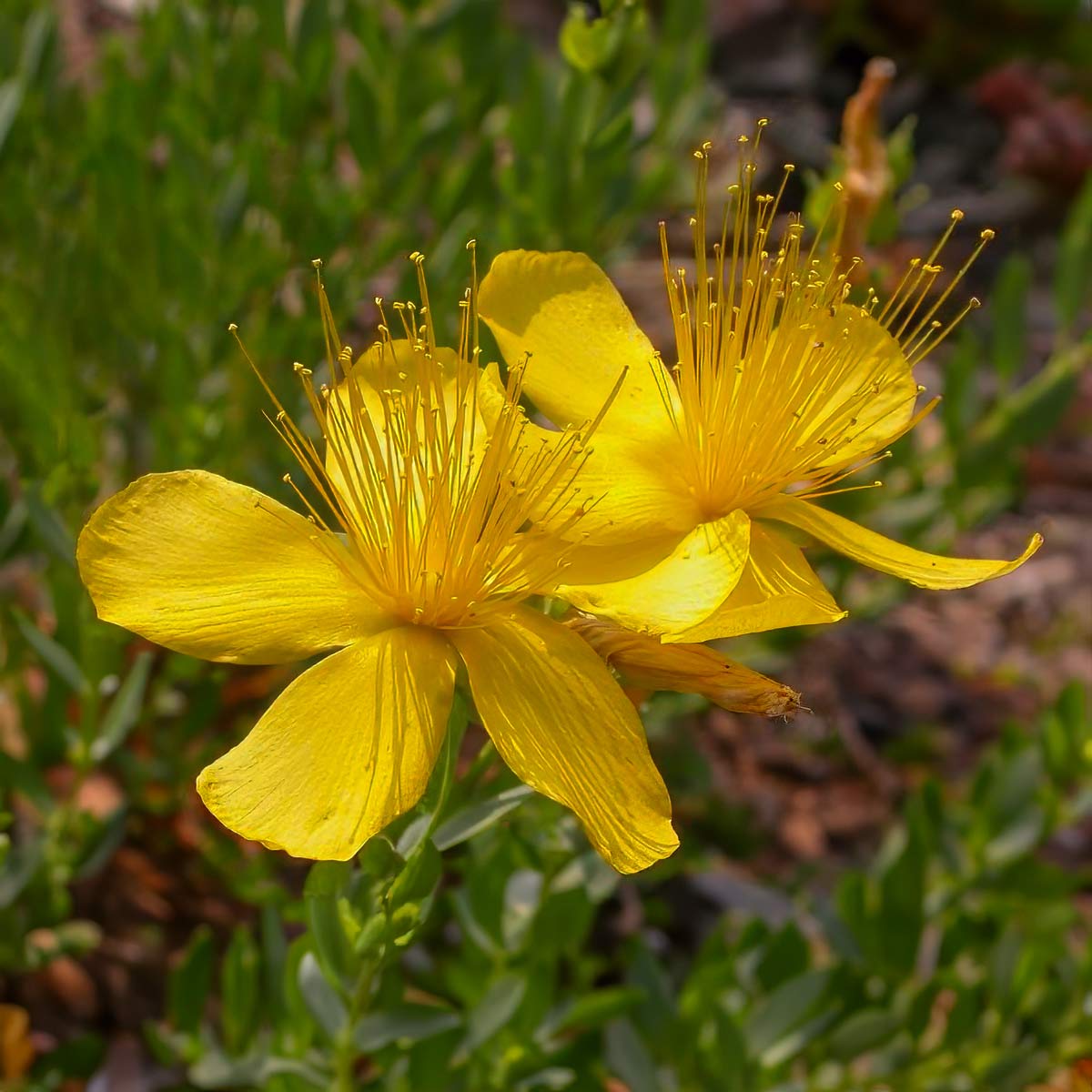 Hypericum olympicum 'Grandiflorum'