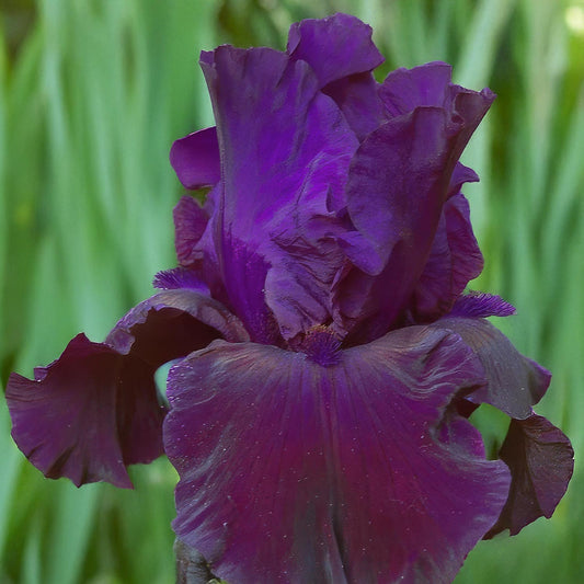 Iris 'Draco'