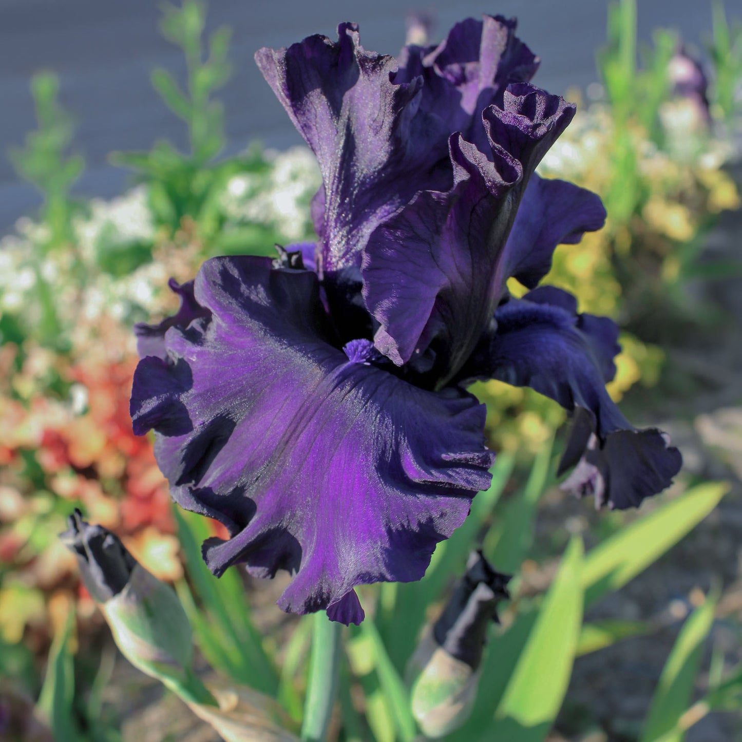 Iris 'Dusky Challenger'