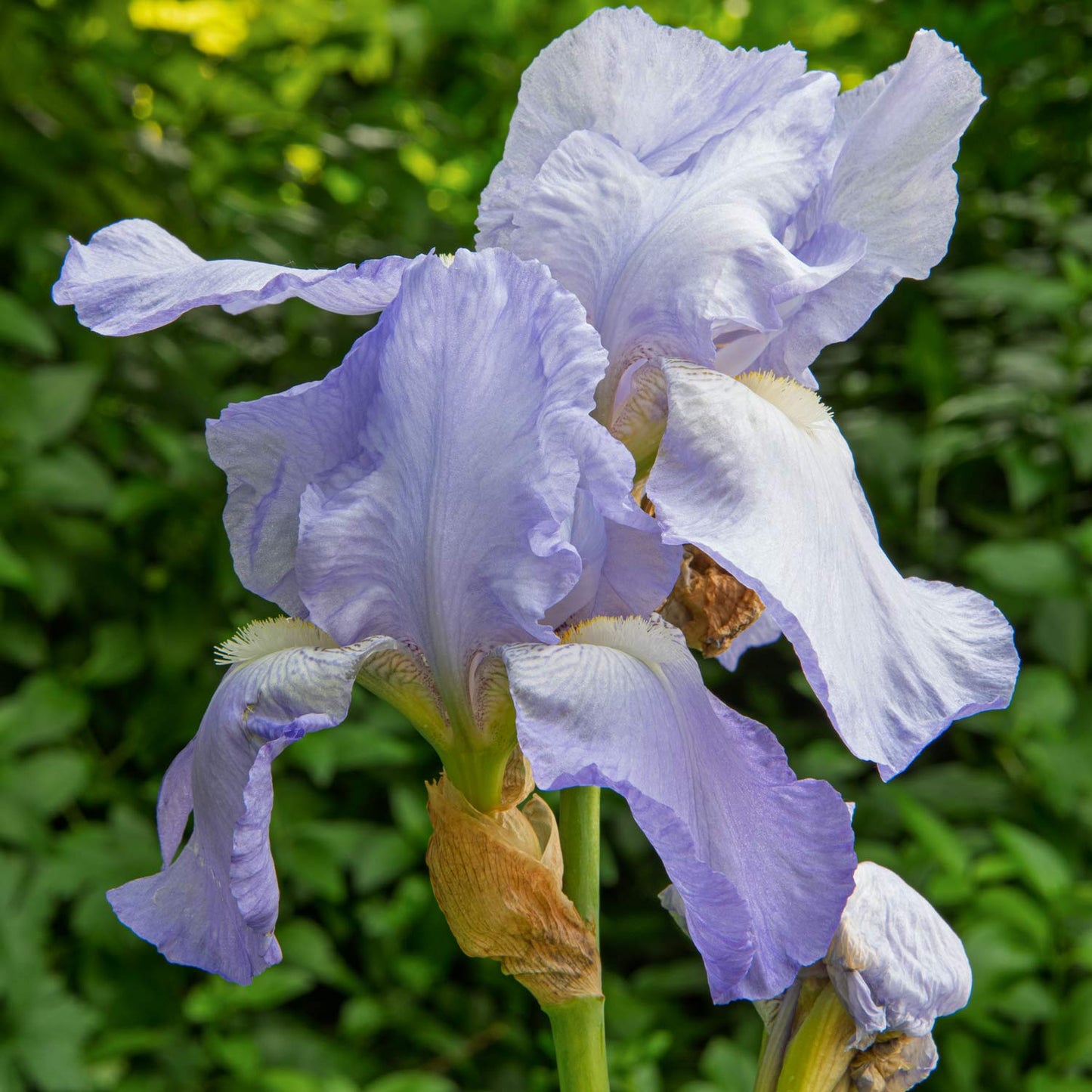 Iris 'Jane Phillips'