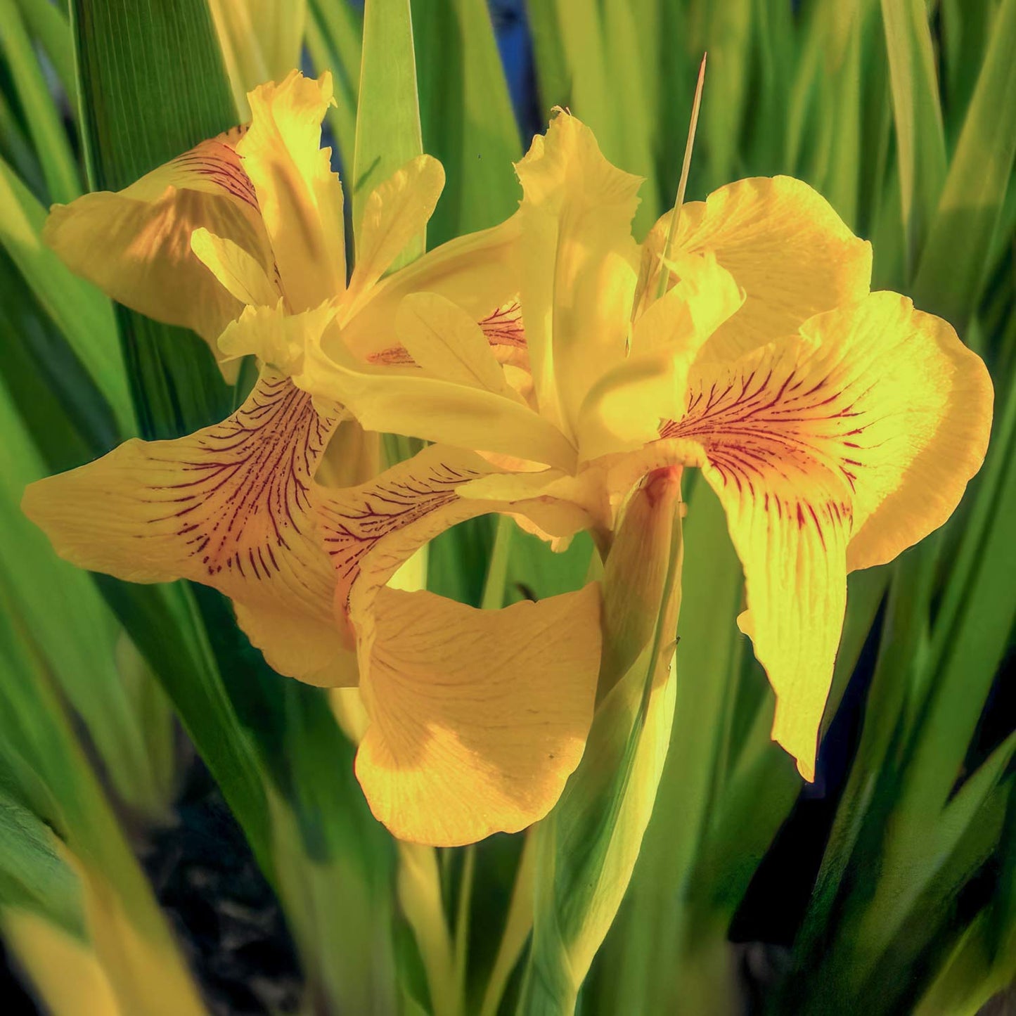Iris pseudacorus 'Variegata'