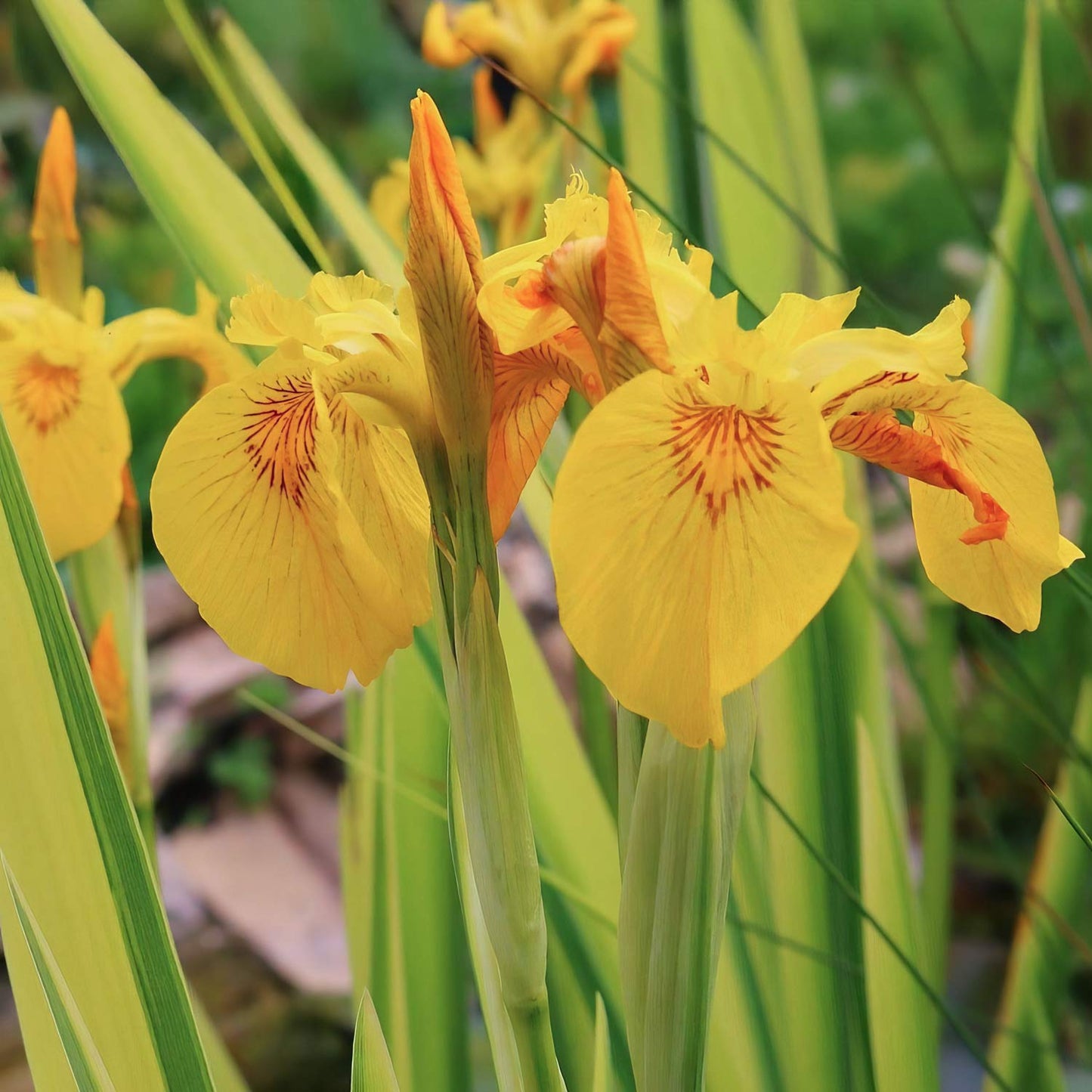 Iris pseudacorus 'Variegata'
