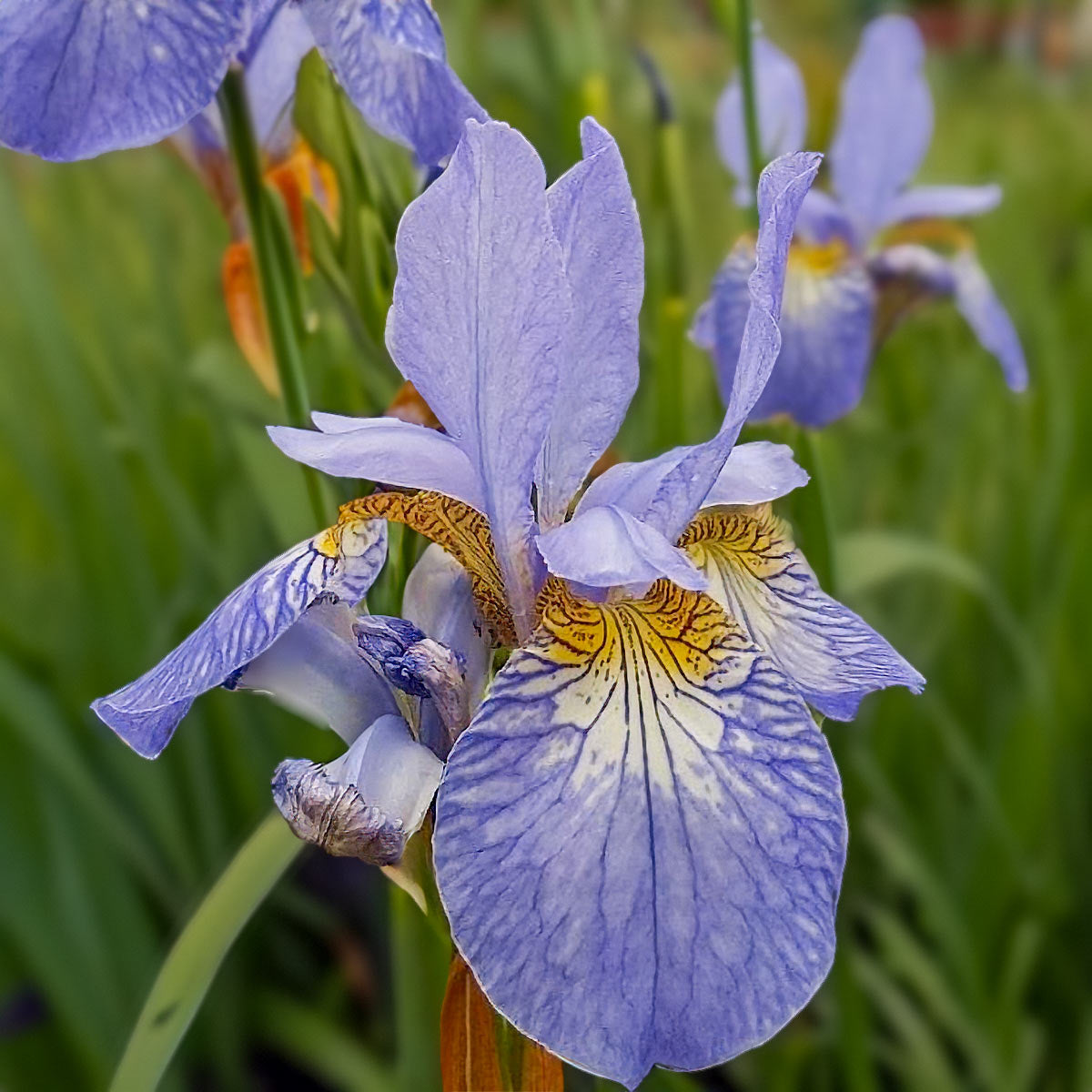 Iris sibirica 'Papillon'