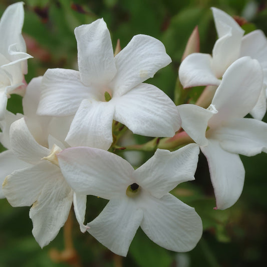 Jasminum officinale - common Jasmine