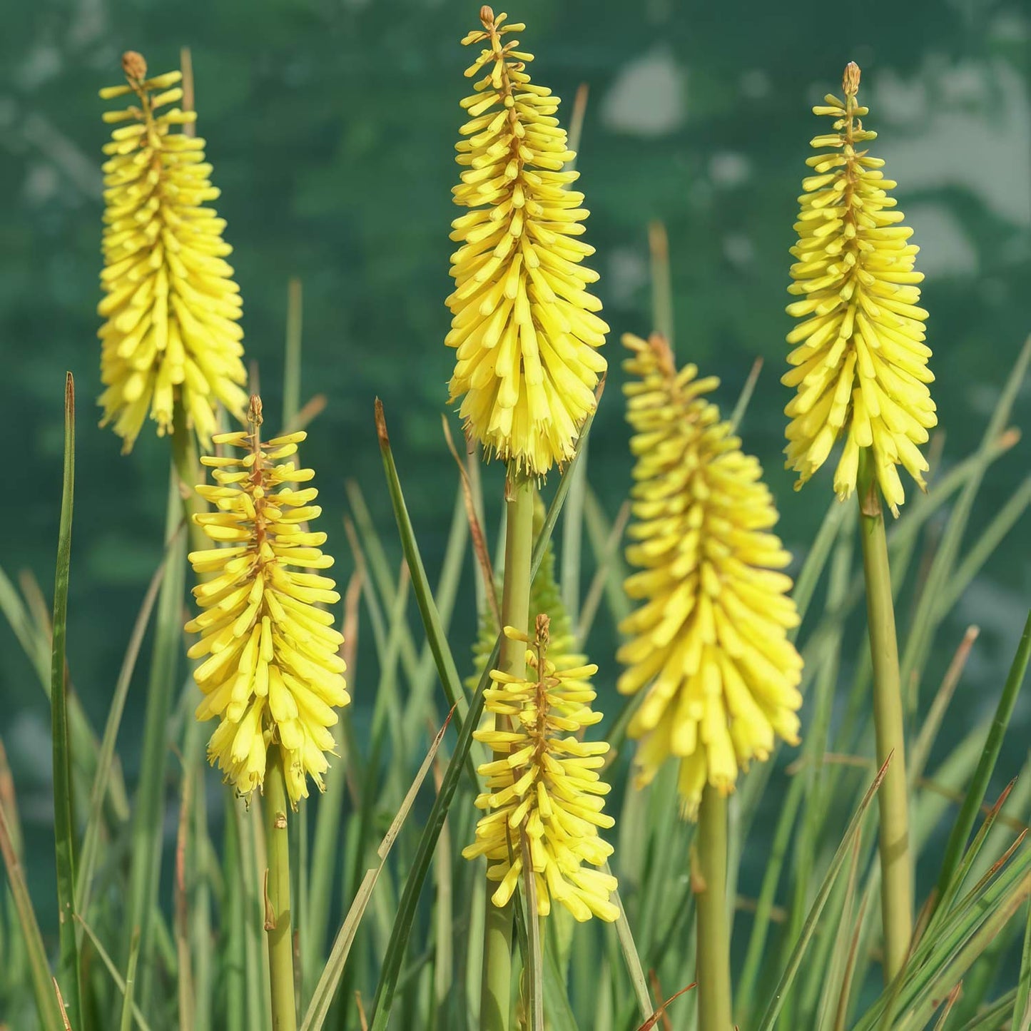 Kniphofia 'Banana Popsicle'. Yellow flower spikes against a blurred green background