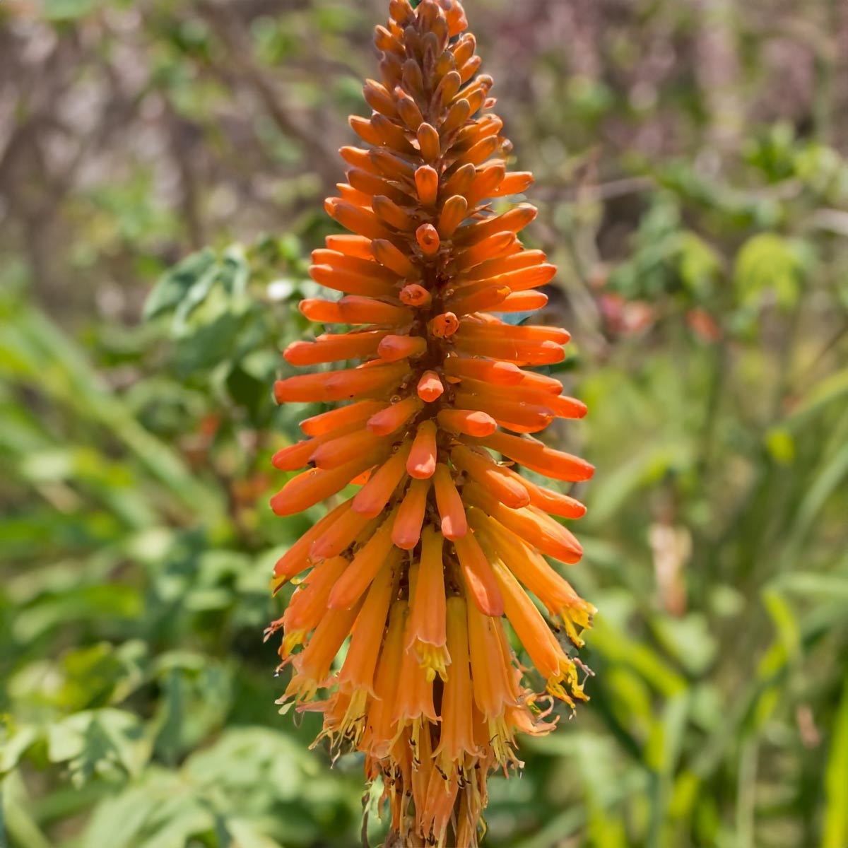 Kniphofia 'Fiery Fred'