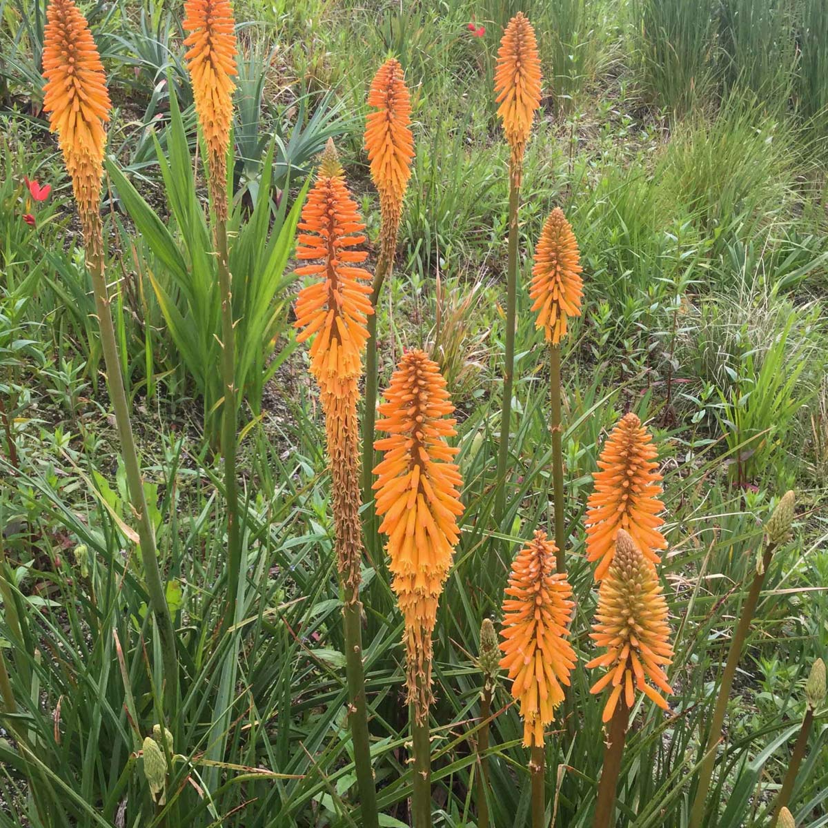 Kniphofia 'Fiery Fred'