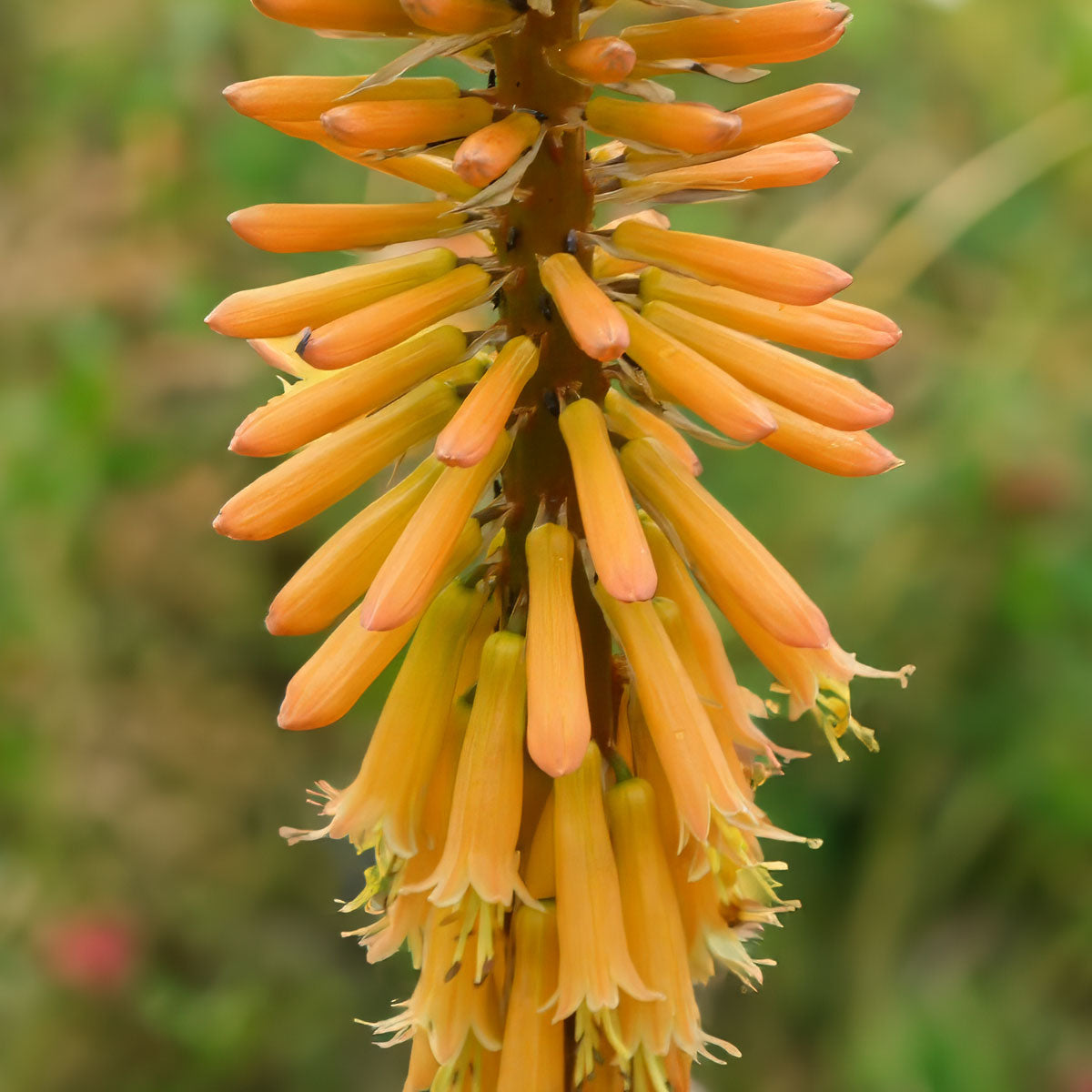 Kniphofia 'Fiery Fred'