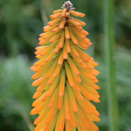 Kniphofia 'Mango Popsicle'. Close-up of a bright orange and yellow flower spike, set against a soft, blurred green garden background.