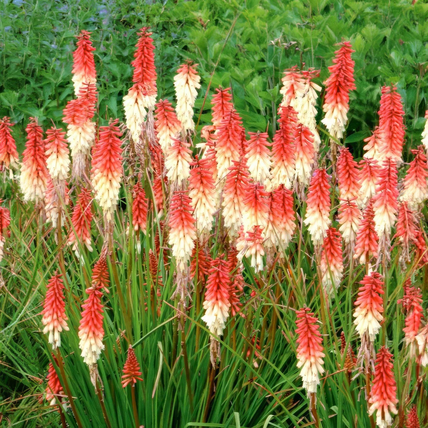 Kniphofia 'Orange Vanilla Popsicle'