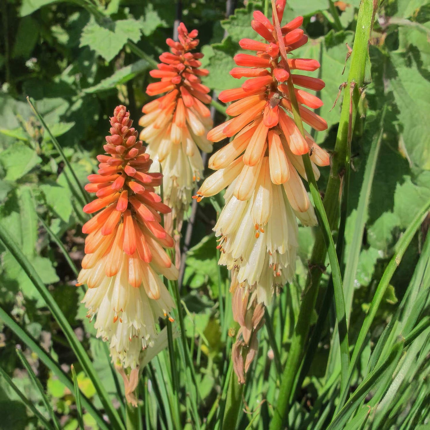 Kniphofia 'Orange Vanilla Popsicle'