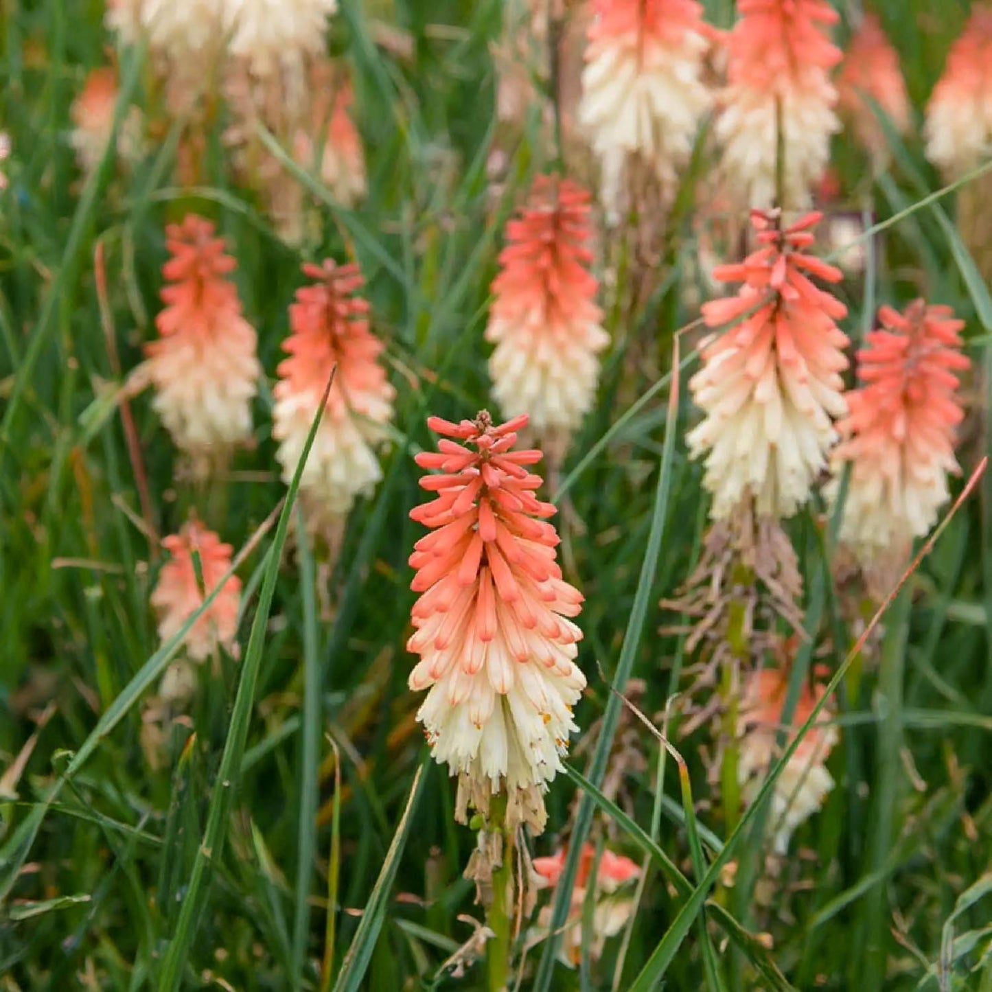 Kniphofia 'Orange Vanilla Popsicle'