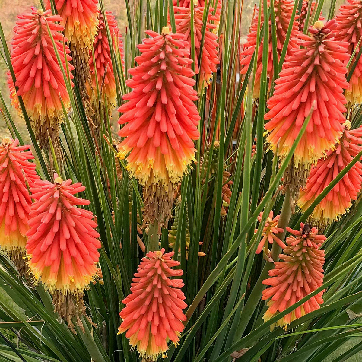 Kniphofia 'Rocket Junior'. Close-up of a Red Hot Poker 'Rocket Jr' plant featuring tall, dense spikes of bright orange-red flowers that fade to yellow at the tips, surrounded by long green leaves.