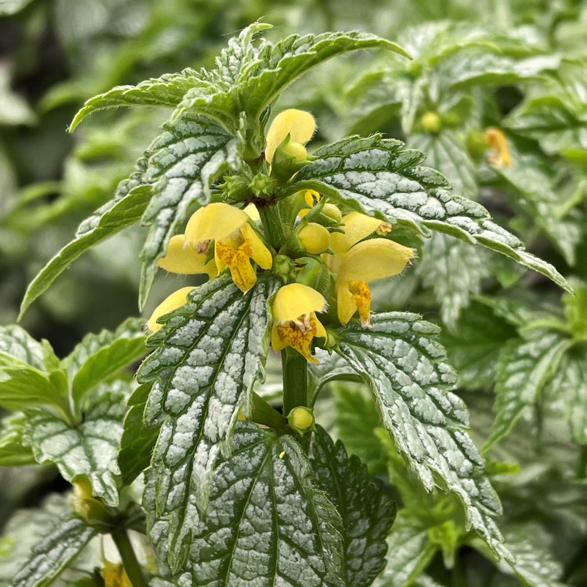 Lamium Galeobdolon Hermann s Pride Barnsdale Gardens lamium-galeobdolon-hermann-s-pride-barnsdale-gardens