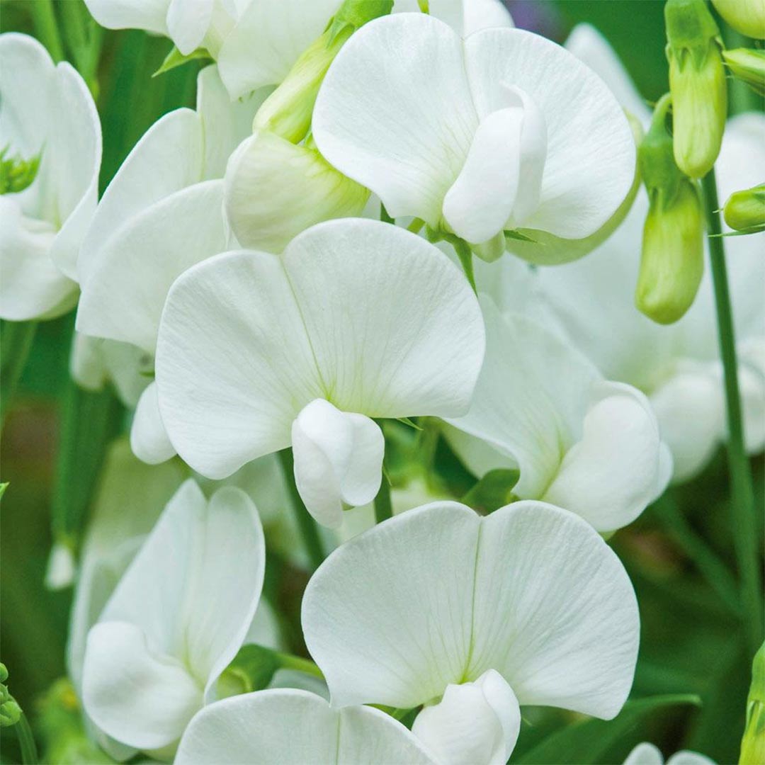 Lathyrus latifolius 'White Pearl'