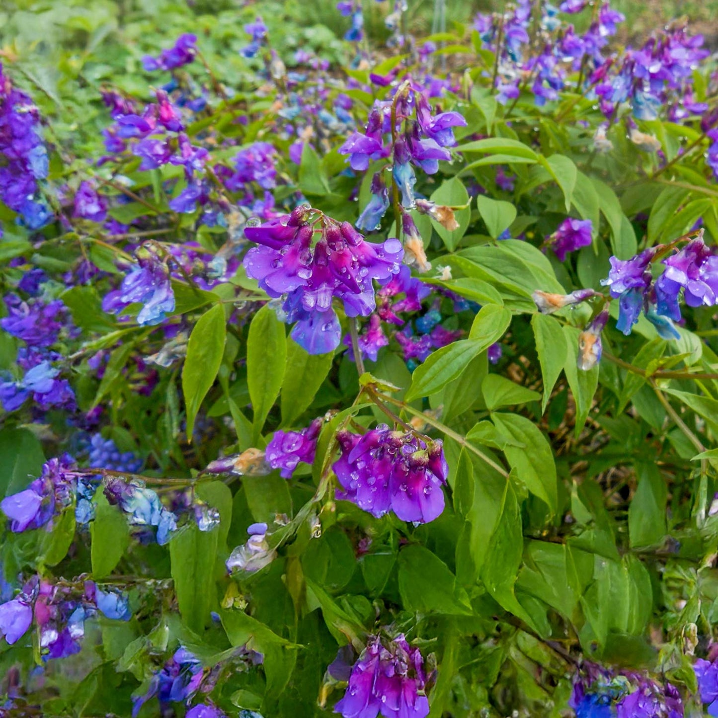 Lathyrus vernus