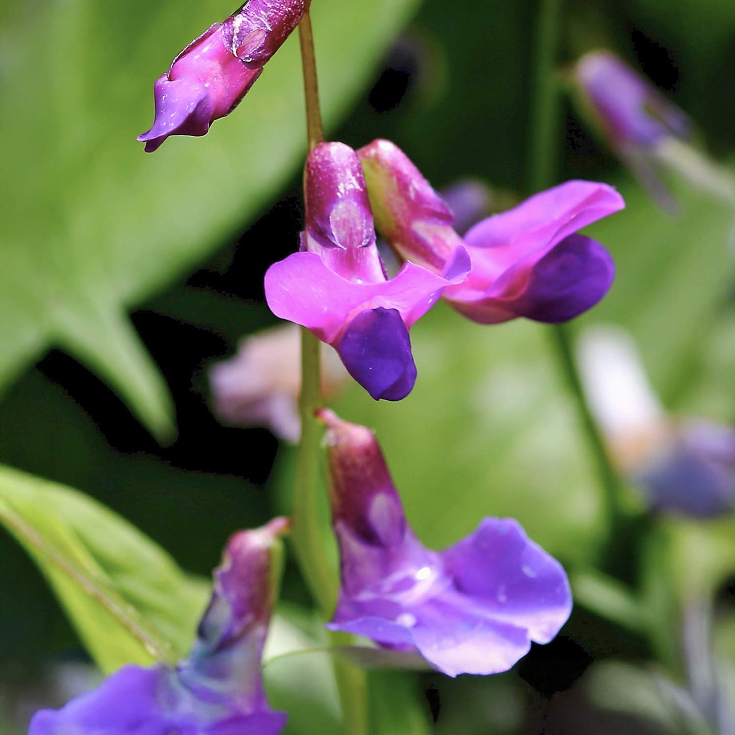 Lathyrus vernus