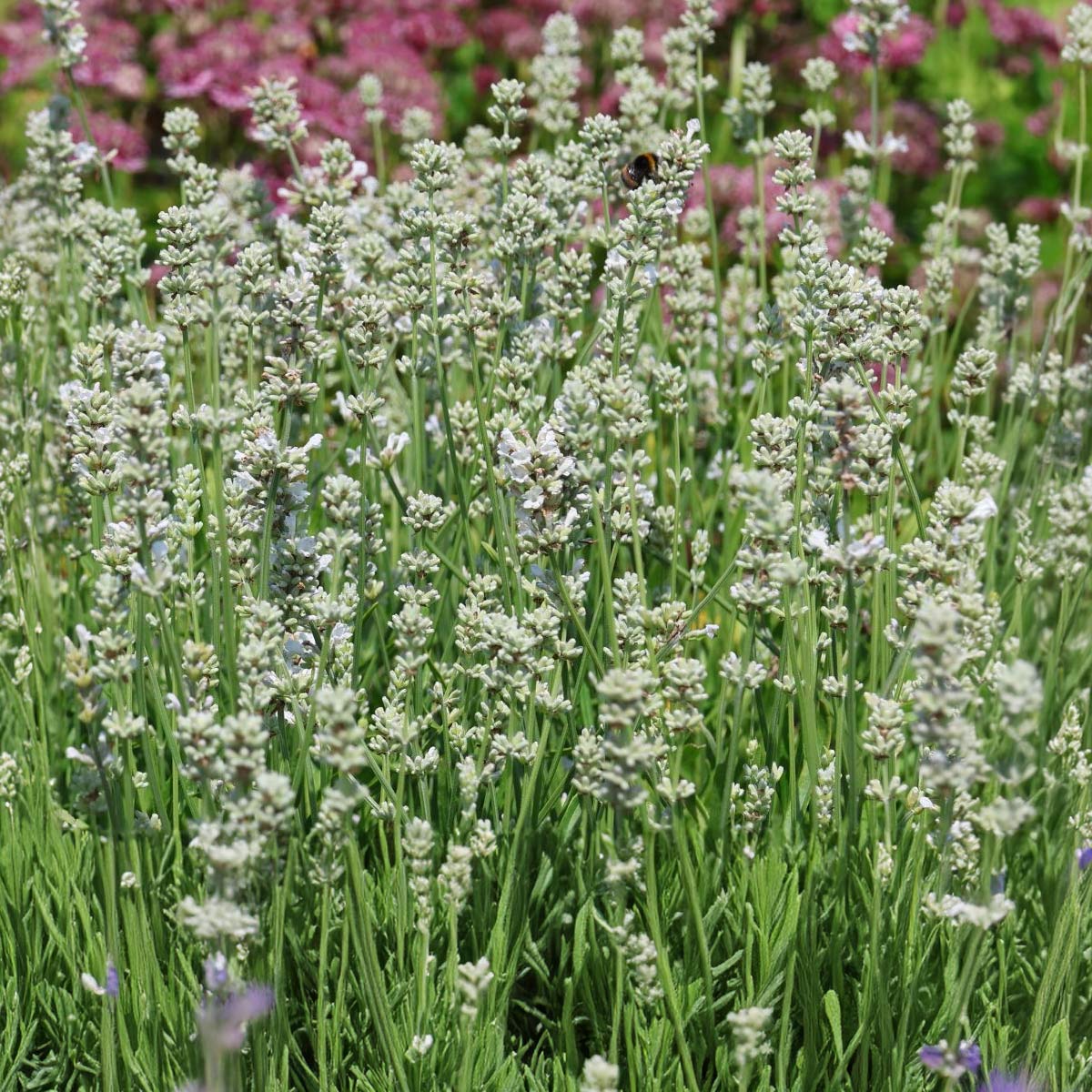 white lavender plants uk Lavandula 'Arctic Snow' | White English Lavender